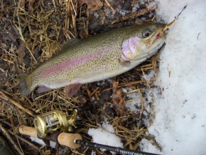 ニジマス45センチ