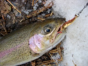 ニジマス45センチ