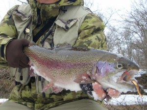 出たぜ！ニジマス56ｃｍ！