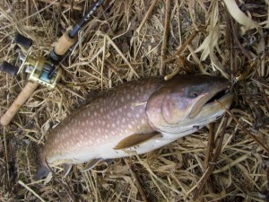 アメマス62cm アメマス62cm