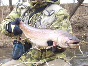 アメマス62cm アメマス62cm