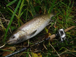 アメマス56ｃｍ