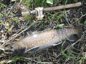 アメマス60ＵＰ！