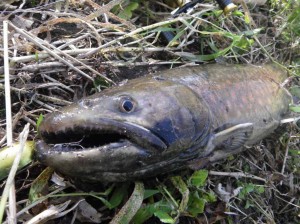 アメマス60ＵＰ！