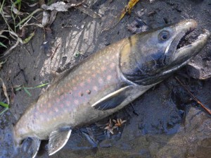 アメマス60ＵＰ！