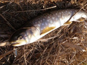 アメマス50ＵＰ