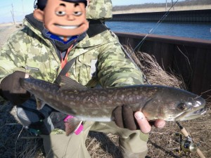 アメマス60ＵＰ