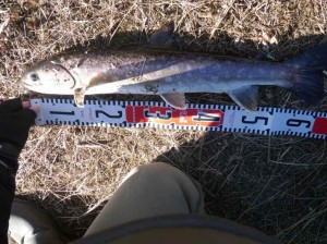 アメマス60ＵＰ