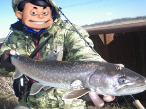 アメマス60ＵＰ