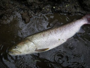 イトウ63センチ