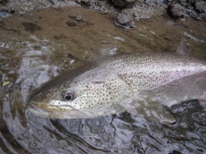 イトウ63センチ