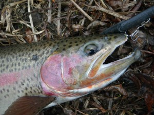 ニジマス52センチ