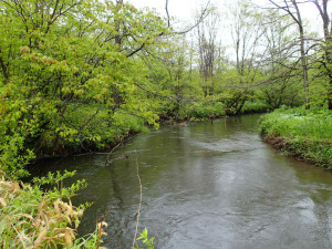 地元湿原系Ｔ川