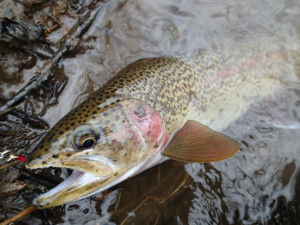 湿原系ニジマス