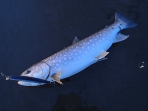 海アメ６０ＵＰ