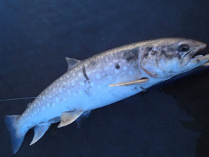 海アメ５０ＵＰ