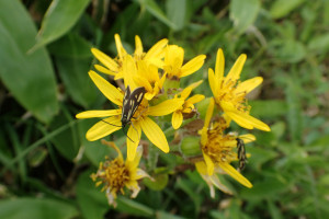 西別岳高山植物