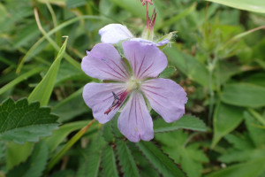 西別岳高山植物