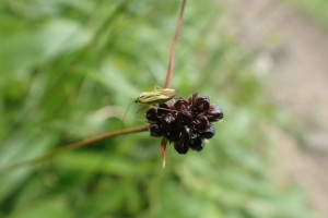 西別岳高山植物