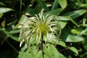 西別岳高山植物