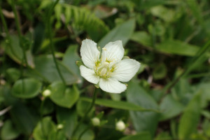 西別岳高山植物