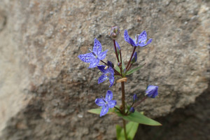 西別岳高山植物