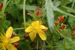 西別岳高山植物