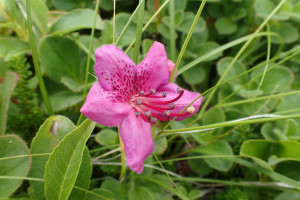 西別岳高山植物