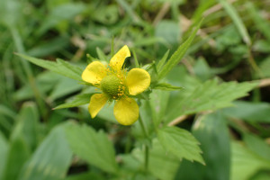西別岳高山植物