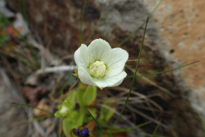 西別岳高山植物