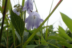 西別岳高山植物