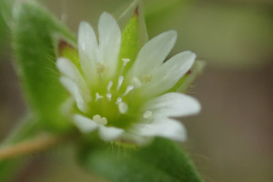 西別岳高山植物