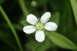 西別岳高山植物