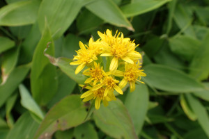 西別岳高山植物
