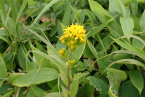 西別岳高山植物
