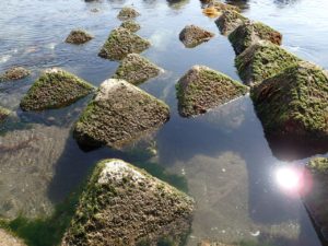 道東海アメサーフ