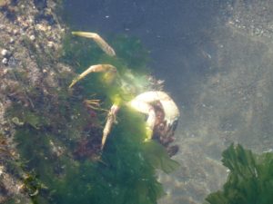 道東海アメサーフ