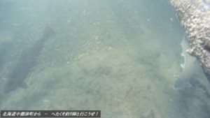 アメマスニジマス