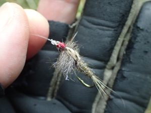 ヘアーズイヤーニンフ