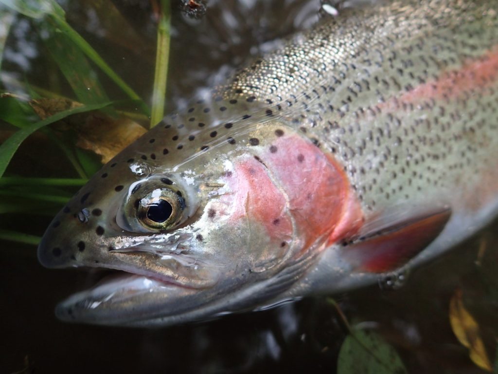 夏のニジマス50UP