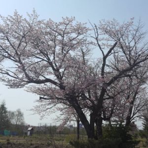 道東の桜
