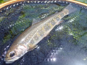 ブルックトラウト　カワマス