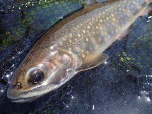 ブルックトラウト　カワマス