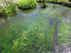 スプリングクリーク　バイカモ