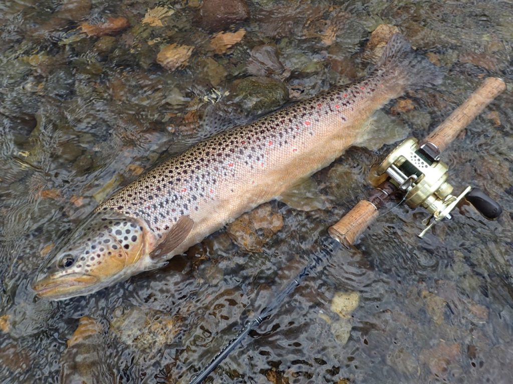 ブラウントラウト