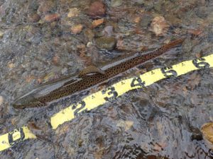 ブラウントラウト