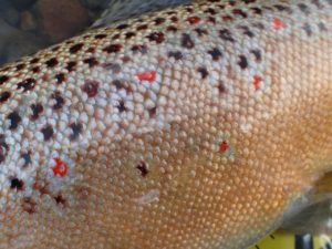 ブラウントラウト