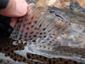 ブラウントラウト