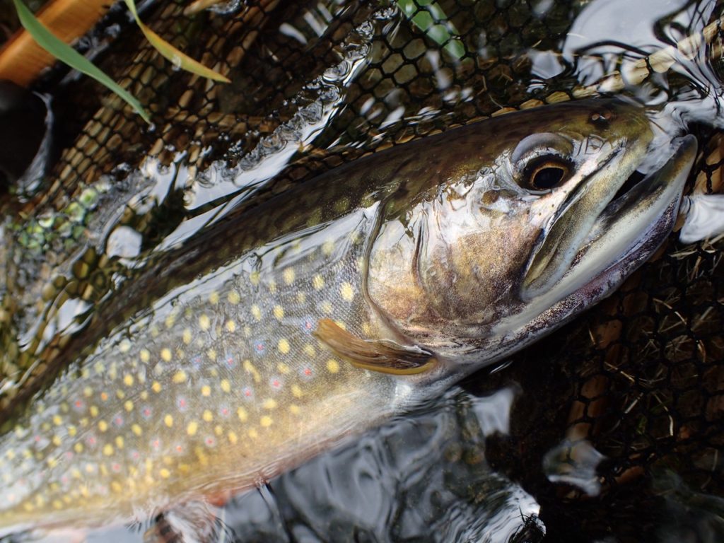 ブルックトラウト