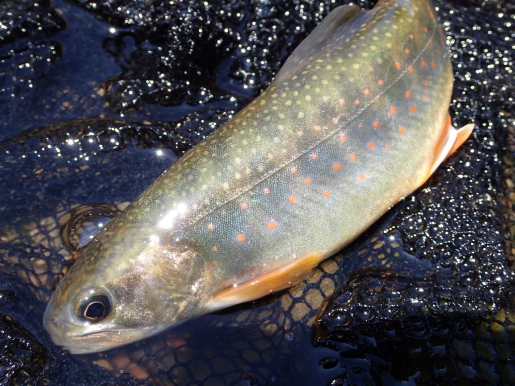 オショロコマ知床